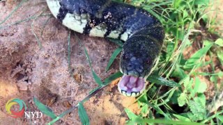 ( 100% Real Life ) Sister and Brother Catch Big Snake by Digging One Hole