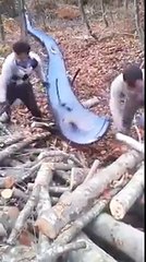 Ecco come trasportare la legna senza fatica!