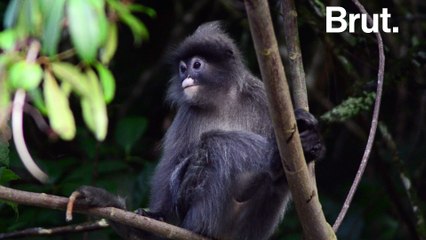 Si la forêt amazonienne disparaissait...