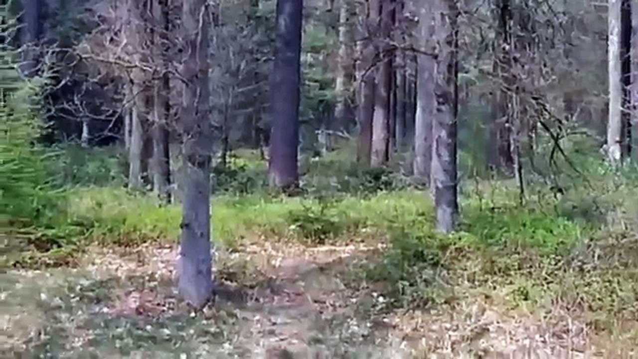 5 Criaturas Desconocidas Captados En Video (videos de terror)
