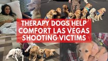 Therapy dogs help comfort Las Vegas shooting victims