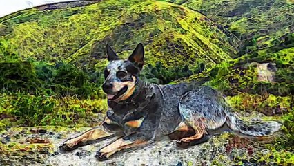 Blue Heeler Brief History of Australian Cattle Dog Lovers Dogs Red Heeler Origins Background fs
