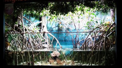 MANGROVE STYLE AQUARIUM SETUP! NEW TANK Pt.2
