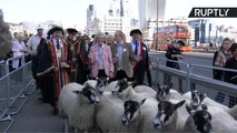 Tradição leva ovelhas para o centro de Londres