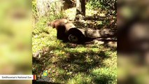 Smithsonian Zoo Panda Gets Into Fall, Anointing Himself In The Scent Of Pumpkin Spice