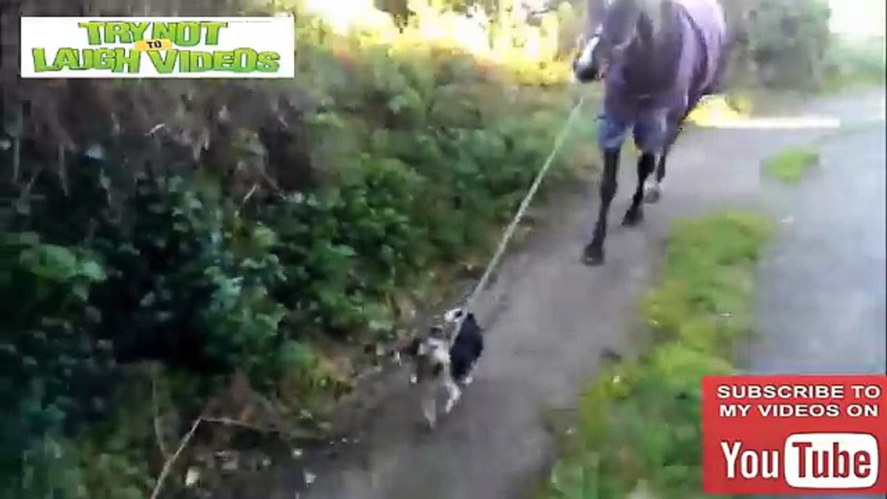 ▼ Funny Horse Videos - Cutest horses playing and horseback riding