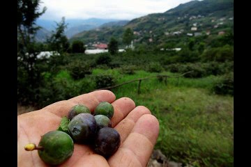 Akçaabat Çınarlık Köyü