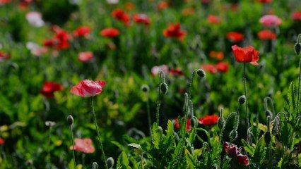 These Gorgeous Scenes Will Melt Your Stress Away