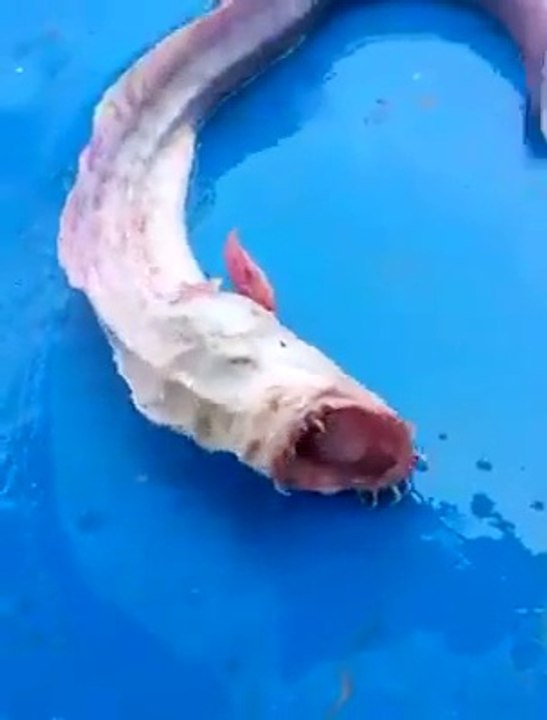 Monstre des mers, cet animal est terrifiant