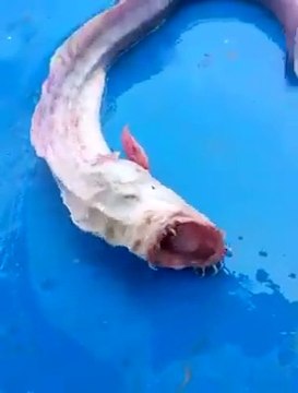 Monstre des mers, cet animal est terrifiant