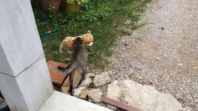 Quand ton chat renvient avec la peluche des voisins... Petit voleur!