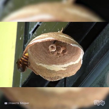 Regardez comment cette guêpe fabrique son nid. Timelapse impressionnant...