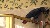 Affectionate parrot is a master of air kisses