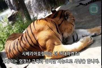 호랑이 악어 싸움 종결영상
