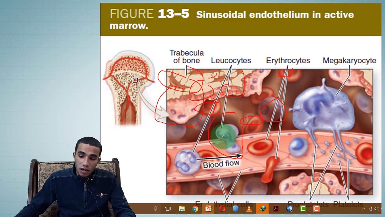 5- Haemopoiesis (Developing Of Blood Cells -RBCs, WBCs, Platelets- )