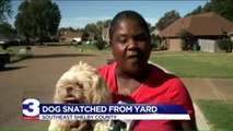 Woman`s Dog Returned Day After Surveillance Footage of Thief Taking Pet Goes Viral