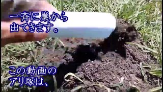 ヒアリと巣に日本の殺虫剤は効くのか!?【動画】ヒアリの駆除対策と衝撃のヒアリの恐怖と生息場所、刺されたときの処置とは？fire ant！【日本海外まるわかりチャンネル】