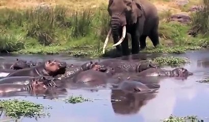 코끼리 vs 화난 하마