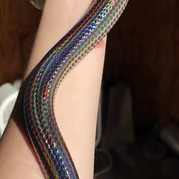 one time watch that snake video