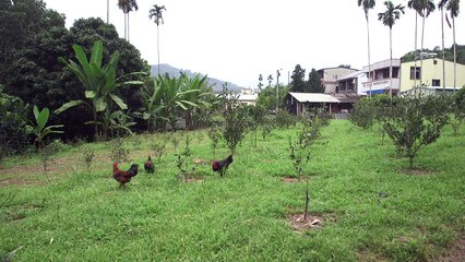 Taiwan's battle with betel nut addiction