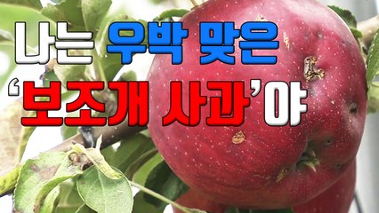 [자막뉴스] "우박 맞은 '보조개 사과', 저희가 살게요" / YTN