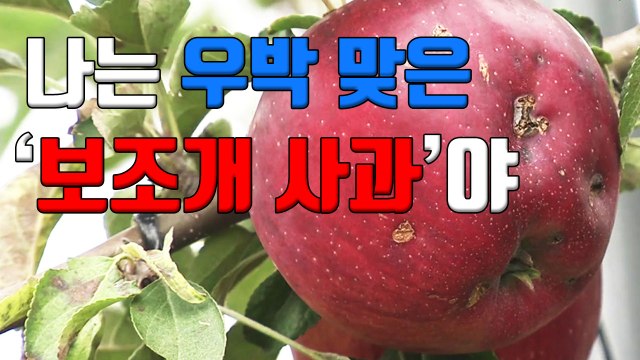 [자막뉴스] 우박 맞은 '보조개 사과', 저희가 살게요 / YTN