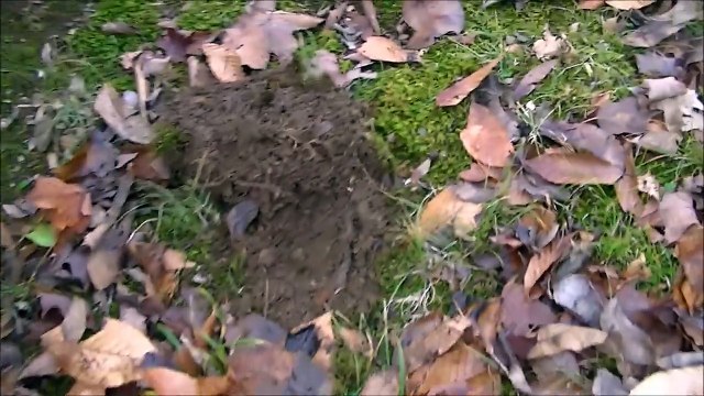 TREASURE HUNT! Found Silver, Buffalo, Old Jack & More! | Metal Detecting 2017 | JDs Variety Channel