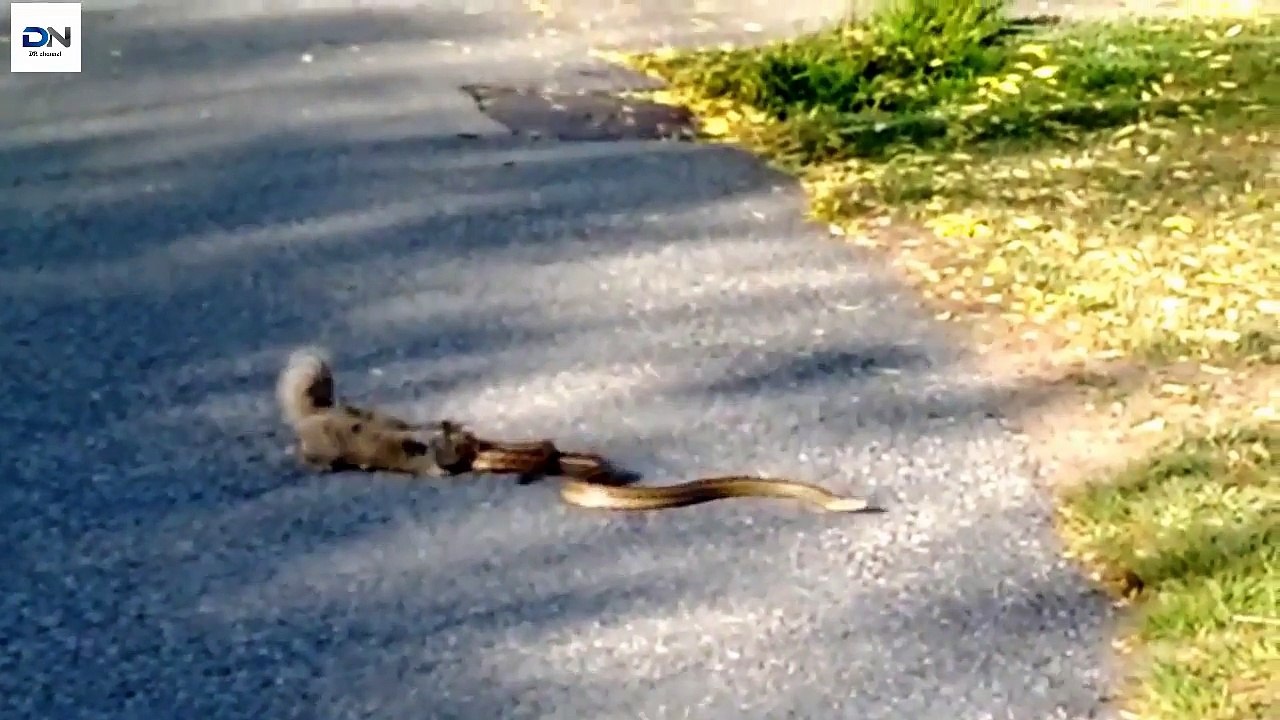 Squirrel Vs Snake, the reward and the loser gets eaten 다람쥐 대 뱀