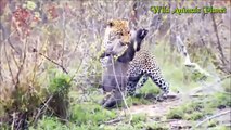 Bear vs 6 Wolfs vs Cheetah vs Lion vs Forest Buffalo vs Gazelle vs Leopard