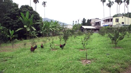 Le dur combat de Taïwan contre l'addiction à la noix de bétel