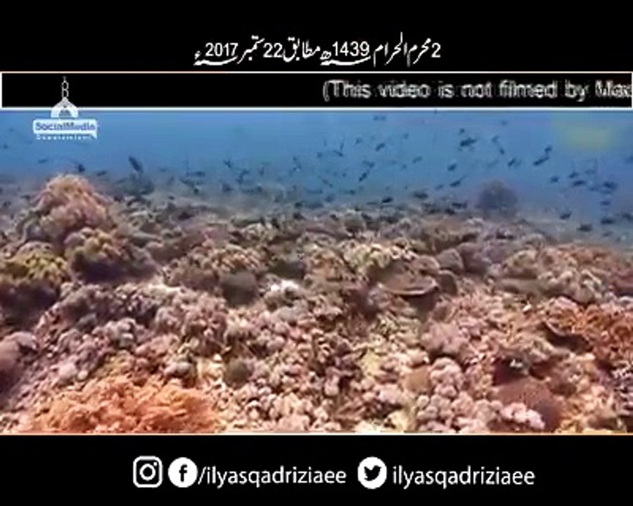 کیا اس عجیب و غریب مخلوق کو کھا سکتے ہیں؟#Fish #Creature #Strange