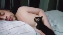 Qué gatito