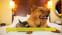 Pet Boarding for your Pets in Wellington Area