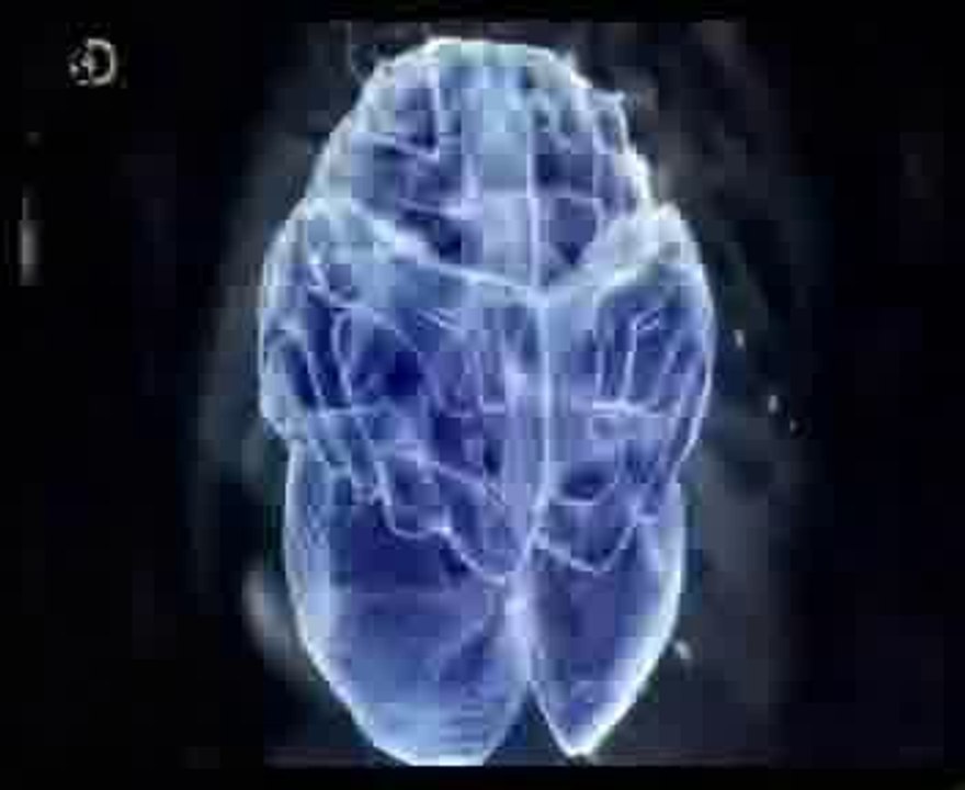 Cerebro motor: Procesos automaticos