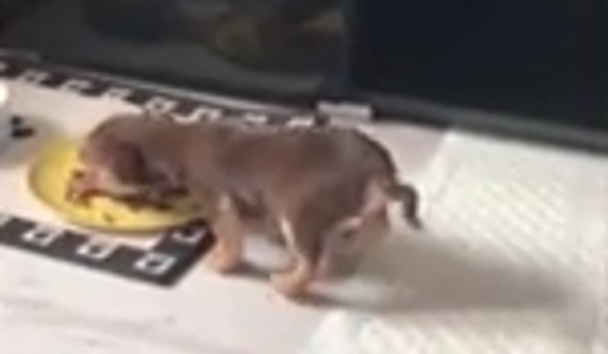 Puppy's Head Is Too Big For His Body, Can't Stop Doing Handstands Over Breakfast
