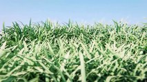 Creating a realistic low-poly grass in 3ds max and UDK tutorial