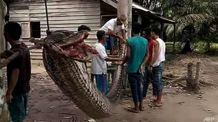 인도네시아서 7.8ｍ 괴물 비단뱀, 농장 경비원 공격 / YTN