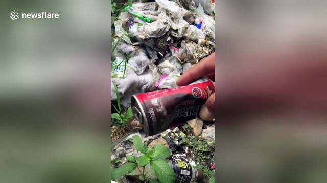 Baby snake rescued after getting stuck in fizzy drink can