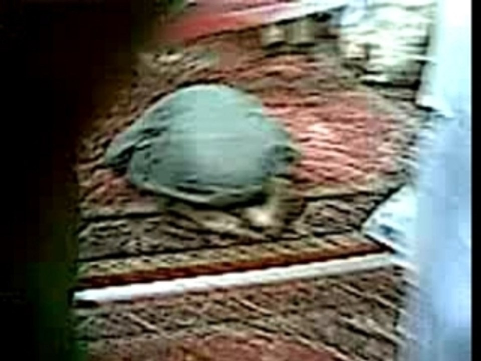 Macha allah Coran Islam