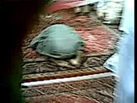 Macha allah Coran Islam