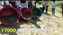 17.000 bébés tortues remises en liberté... Magnifique!