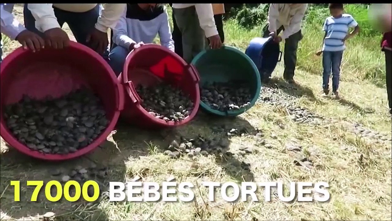17.000 bébés tortues remises en liberté... Magnifique!