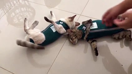 Voilà ce qui se passe quand vous mettez une veste à votre chat... paralysé