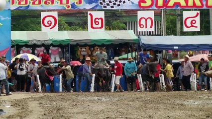 Annual water buffalo races take place in Thailand