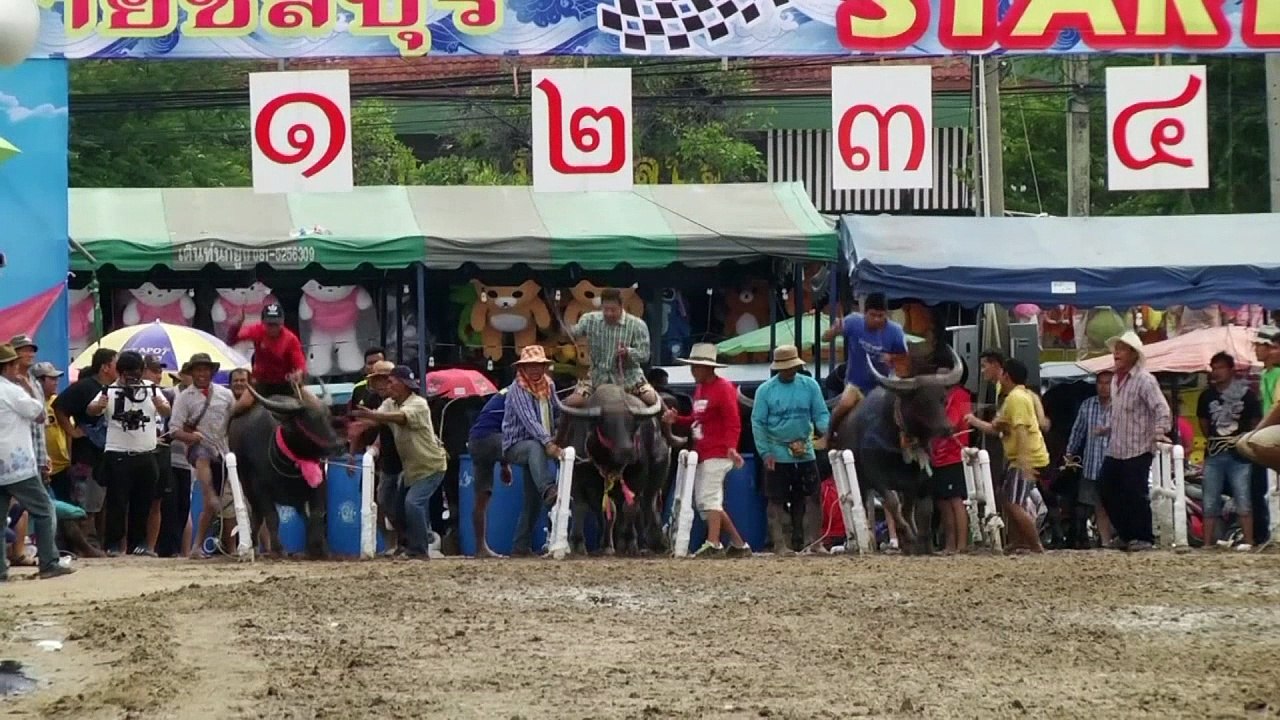 Annual water buffalo races take place in Thailand