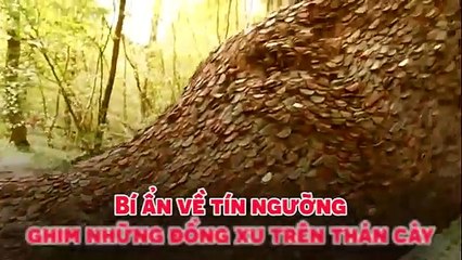 Bí ẩn về tín ngưỡng ghim những đồng xu trên thân cây