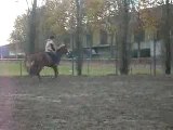 CSO avec mon cheval 80 cm