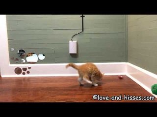Hopping Kittens Enjoy Frantic Playtime