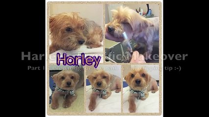 Grooming an Aggressive Yorkie (Yorkshire Terrier): Part 1