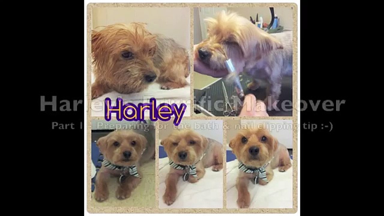 Grooming an Aggressive Yorkie (Yorkshire Terrier): Part 1